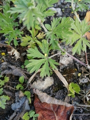 Potentilla argentea