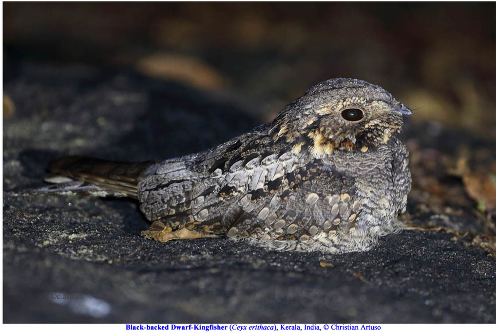 Jungle Nightjar photo