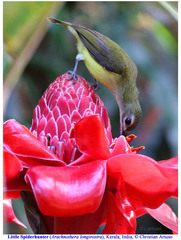 Arachnothera longirostra