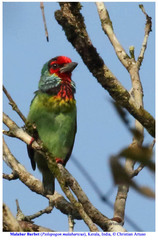 Psilopogon malabaricus