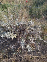Sabicea brasiliensis