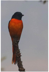 Pericrocotus flammeus