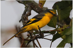 Pericrocotus flammeus