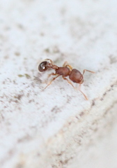 Tetramorium lanuginosum