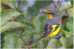 Pericrocotus flammeus