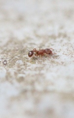 Tetramorium lanuginosum