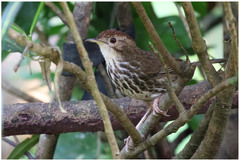 Pellorneum ruficeps