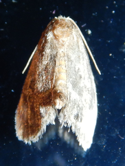 Packardia elegans