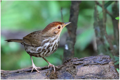 Pellorneum ruficeps