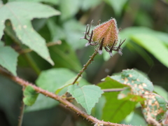 Hibiscus hispidissimus