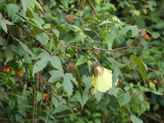 Hibiscus hispidissimus