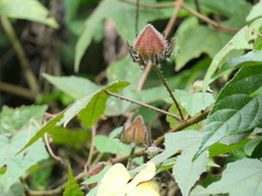 Hibiscus hispidissimus