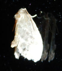 Packardia elegans