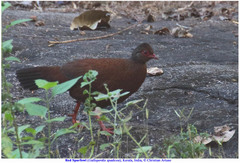 Galloperdix spadicea