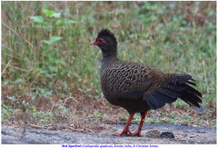 Galloperdix spadicea