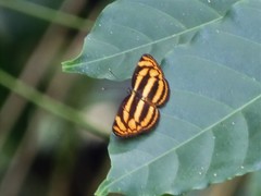 Lasippa tiga siaka