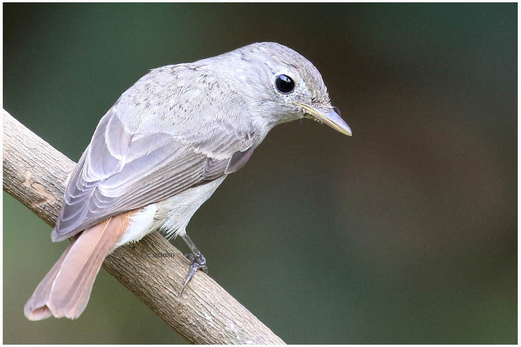 Rusty-tailed Flycatcher