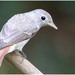 Rusty-tailed Flycatcher - Photo (c) Christian Artuso, some rights reserved (CC BY-NC-ND), uploaded by Christian Artuso