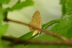 Euchoeca nebulata