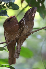 Batrachostomus moniliger