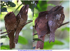 Batrachostomus moniliger