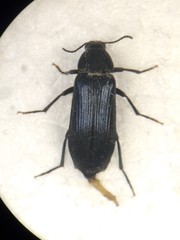 Melandrya caraboides