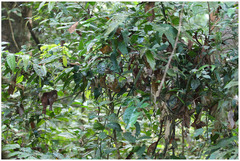 Batrachostomus moniliger