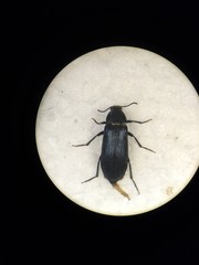 Melandrya caraboides