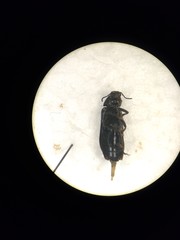 Melandrya caraboides
