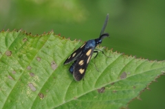 Balataea octomaculata