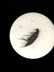 Melandrya caraboides