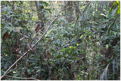 Batrachostomus moniliger