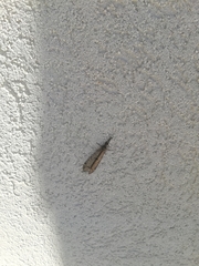 Distoleon tetragrammicus