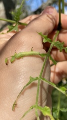 Tomostethus nigritus