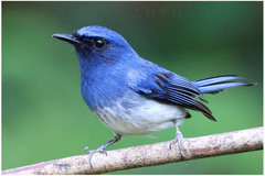 Cyornis pallidipes