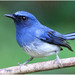 White-bellied Blue Flycatcher - Photo (c) Christian Artuso, some rights reserved (CC BY-NC-ND), uploaded by Christian Artuso