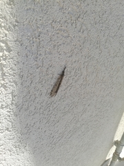 Distoleon tetragrammicus