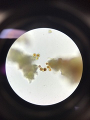 Haematococcus