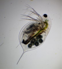 Daphnia longispina