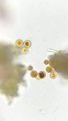 Haematococcus