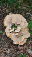 Fungi