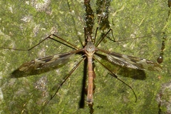 Tipula maxima