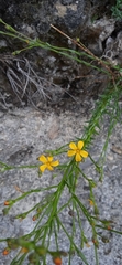 Linum scabrellum
