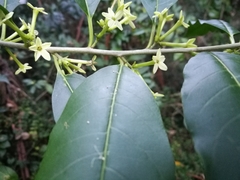 Cestrum laevigatum