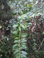 Cestrum laevigatum