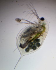 Daphnia longispina