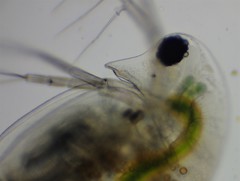Daphnia longispina