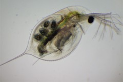 Daphnia longispina