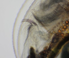 Daphnia longispina