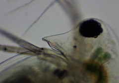 Daphnia longispina